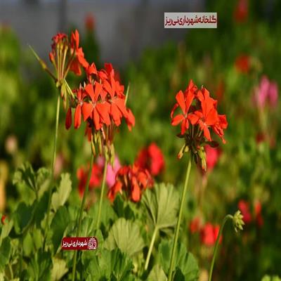 بهار 1400-3