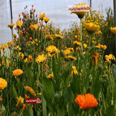 بهار 1400-4