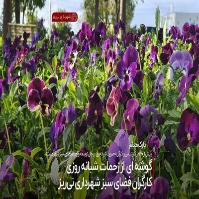 فضای سبز8